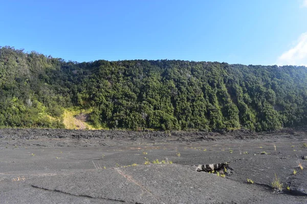 Hawaii ormanı 'ndaki eski Volcano krateri, engebeli volkanik kayayı kırmaya başlayan yan ve grennery etrafında geri büyüdü