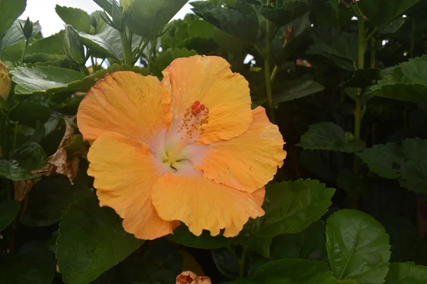 Plantas Florecientes Selva Rodeadas Follaje Verde Después Una Ligera Lluvia —  Fotos de Stock