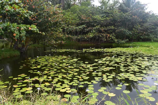 Lily pond in the middle of a forest pond thick with lilly pads with some flowers blooming from them