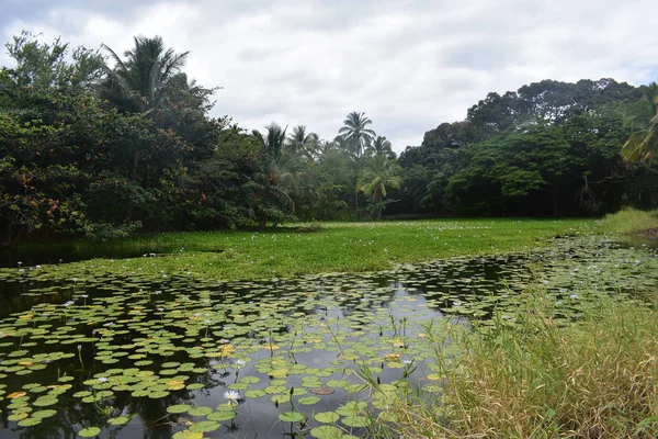 Lily Estanque Medio Estanque Del Bosque Grueso Con Almohadillas Lilly — Foto de Stock