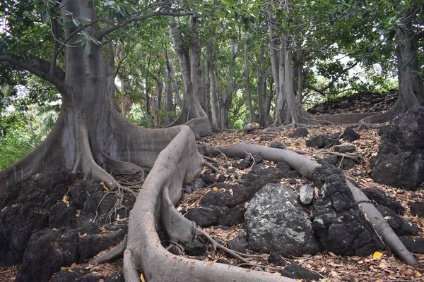Dziwne Drzewo Rozgałęzienia Korzeni Rozciągających Się Kierunku Ziemi Środku Tropikalnego — Zdjęcie stockowe