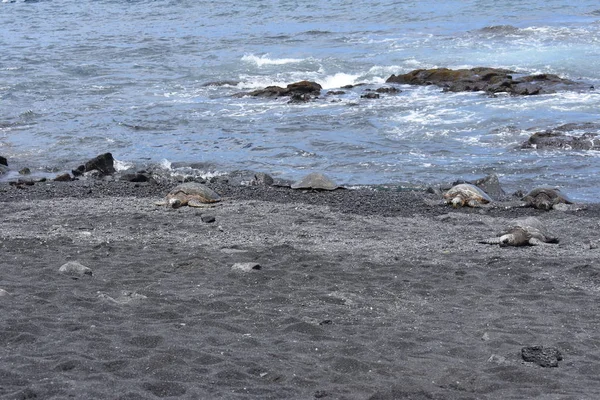 Groep Van Zeeschildpadden Zittend Een Zwart Zandstrand Met Golven Aan — Stockfoto