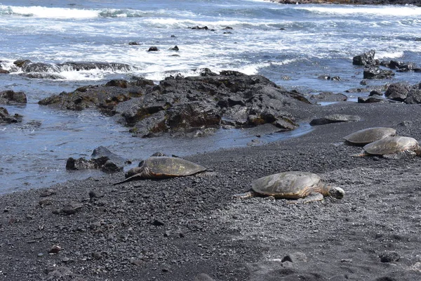 Group Sea Turtles Sitting Black Sand Beach Waves Crashing Ashore — Stock Photo, Image