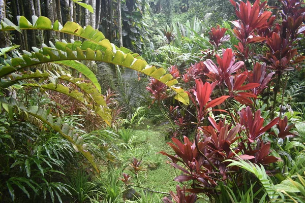 Plantas Florecientes Selva Rodeadas Follaje Verde Después Una Ligera Lluvia — Foto de Stock