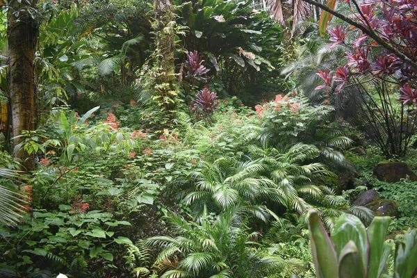 Plantes Fleurs Dans Jungle Entourées Feuillage Vert Après Une Légère — Photo