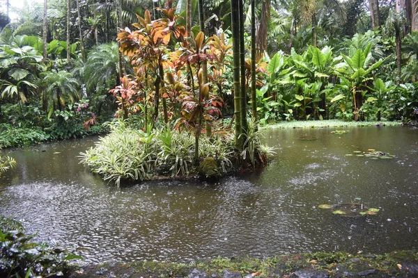 Giardino Botanico Della Foresta Pluviale Hilo Hawaii — Foto Stock