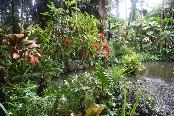 Plantas Florecientes Selva Rodeadas Follaje Verde Después Una Ligera Lluvia — Foto de Stock