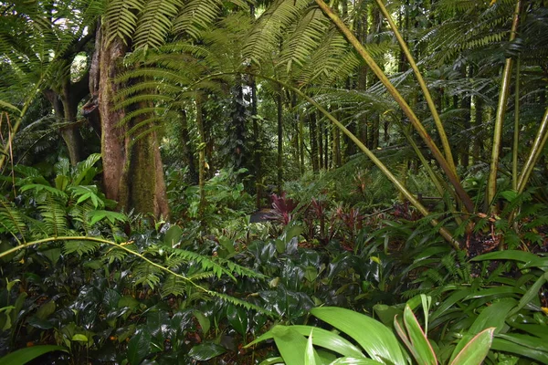 Plantas Florescentes Selva Cercadas Por Folhagem Verde Depois Uma Leve — Fotografia de Stock