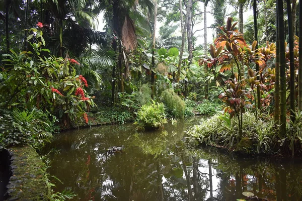 Plantas Florecientes Selva Rodeadas Follaje Verde Después Una Ligera Lluvia — Foto de Stock