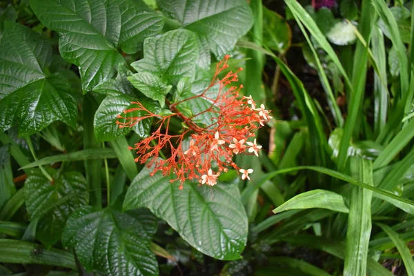 Kvetoucí Rostliny Džungli Obklopené Zeleným Listím Lehčím Letním Dešti — Stock fotografie