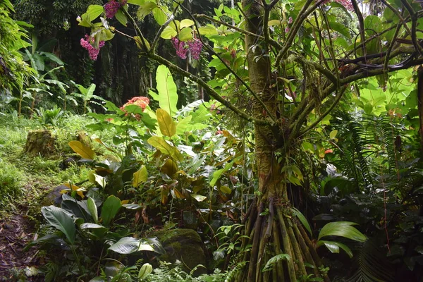 Blooming Plants Jungle Surrounded Green Foliage Light Summer Rain — Stock Photo, Image