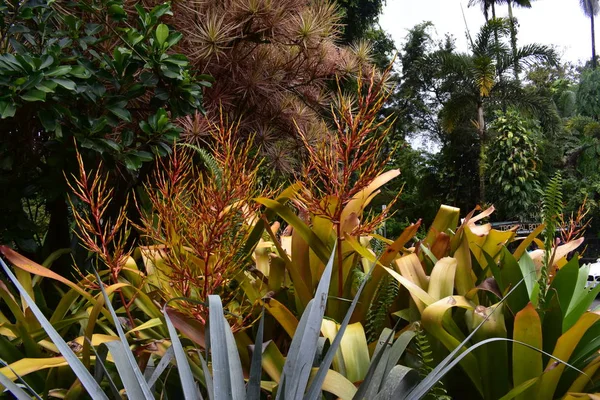 Blooming Plants Jungle Surrounded Green Foliage Light Summer Rain — Stock Photo, Image