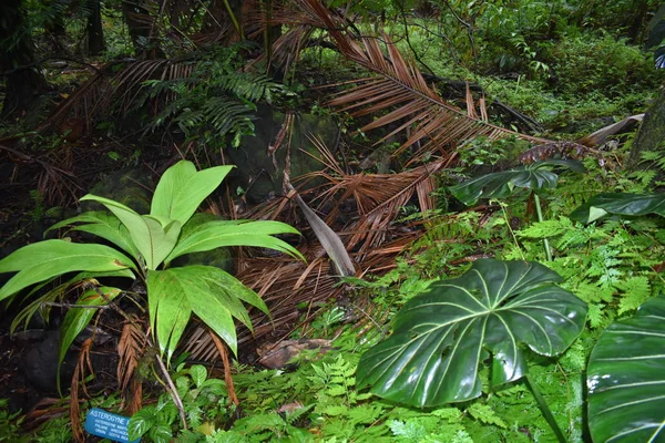 Plantas Florecientes Selva Rodeadas Follaje Verde Después Una Ligera Lluvia — Foto de Stock