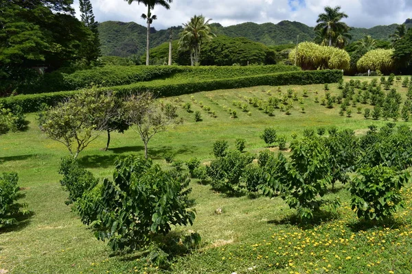 Орчард Небольшом Холме Гавайях Фруктовые Деревья Выложили Плотными Рядами Идеальном — стоковое фото