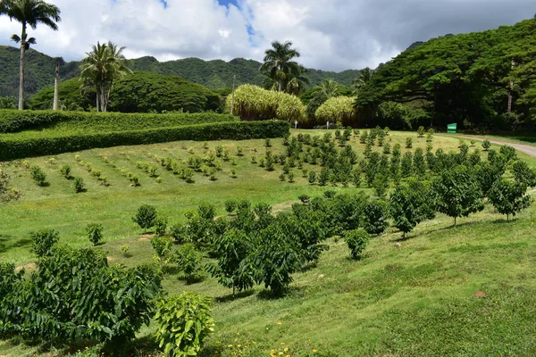 Orchard on a slight hill in Hawaii fruit trees laid out in tight rows a perfect order