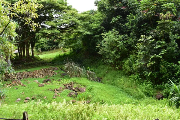 明るい夏の雨の後 緑の葉に囲まれたジャングルに咲く植物 — ストック写真