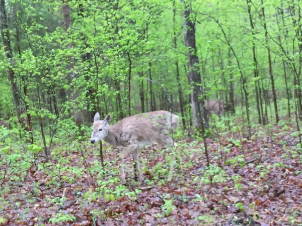 Cerfs Dans Une Zone Légèrement Boisée Mangeant Des Feuilles Tandis — Photo