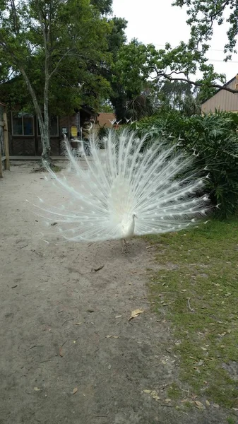 Albino Peacock Białego Pióra Ogon Rozprzestrzeniania Się Duże Szuka Partnera — Zdjęcie stockowe