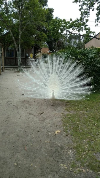 Albino Peacock White Tail Feathers Spread Large Looking Mate — Stock Photo, Image