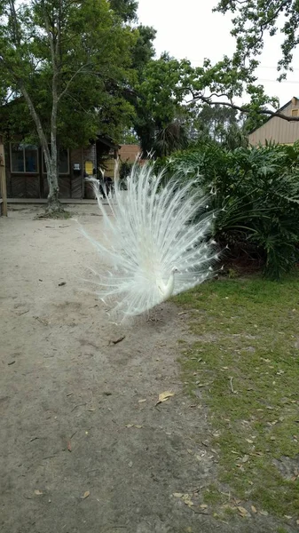 Albino Paon Avec Des Plumes Queue Blanches Étendent Grand Recherche — Photo