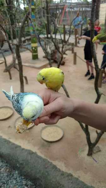 Разноцветные Певчие Птицы Сидят Палочках Ветвях Едят Туристы Смотрят — стоковое фото