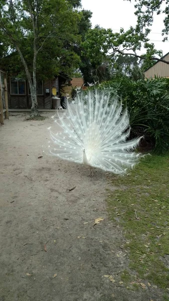 Albino Peacock Fehér Farok Tollak Terjedt Nagy Keres Egy Társ — Stock Fotó