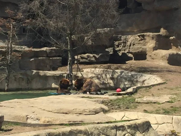 Két Grizzly Bears Úszás Játszik Vízben Nagy Emlősök Egy Meleg — Stock Fotó