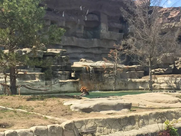 Két Grizzly Bears Úszás Játszik Vízben Nagy Emlősök Egy Meleg — Stock Fotó