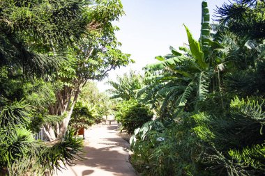 palmiye ve ağaçları ile çevrili yolu