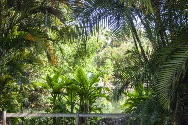 yabani bitki yerleştirin