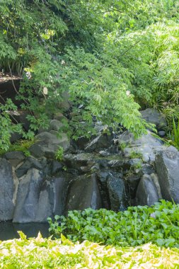 bitki örtüsü arasında küçük şelale