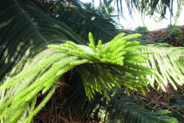 Rama Iluminada Del Árbol —  Fotos de Stock