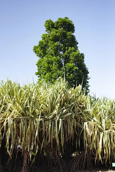 Árbol Grande Que Sobresale — Foto de Stock