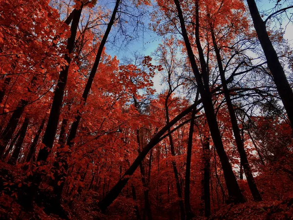 Floresta Encantadora Moscou Rússia — Fotografia de Stock