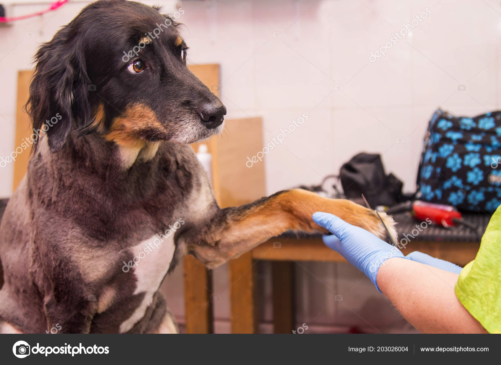 Cutting Hair Dog Dog Hairdresser Stock Photo C Tetxu 203026004