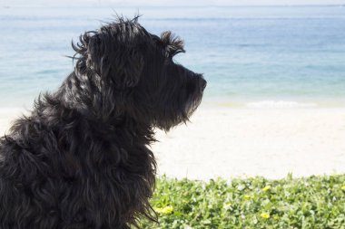 Kumsalda siyah schnauzer köpeği