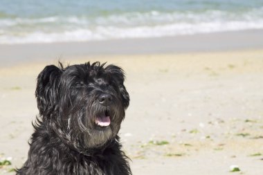 Kumsalda siyah schnauzer köpeği
