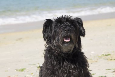 Kumsalda siyah schnauzer köpeği
