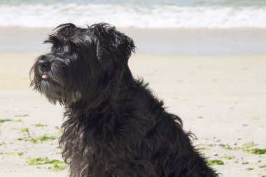 Kumsalda siyah schnauzer köpeği