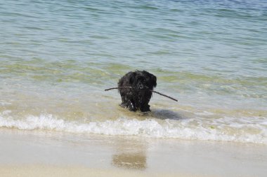 Plaj suda oynayan siyah schnauzer köpek