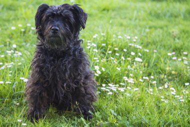 siyah schnauzer köpek papatyalar alanında