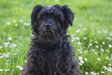 siyah schnauzer köpek papatyalar alanında