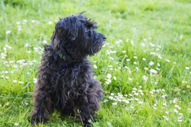 siyah schnauzer köpek papatyalar alanında