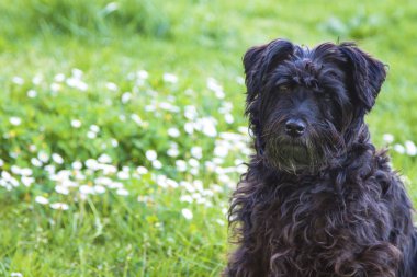 siyah schnauzer köpek papatyalar alanında