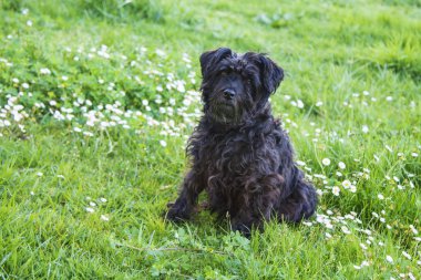 siyah schnauzer köpek papatyalar alanında