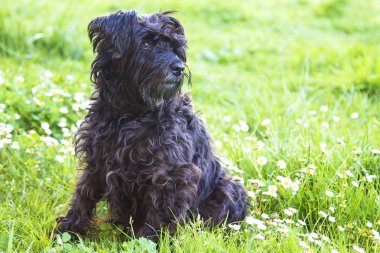 siyah schnauzer köpek papatyalar alanında