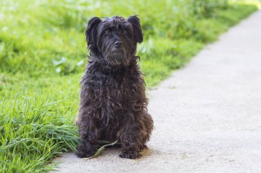 siyah schnauzer köpek papatyalar alanında