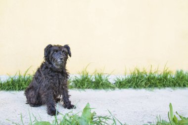 siyah schnauzer köpek duvar arka plan ile sokakta