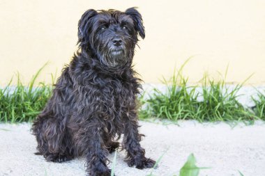 siyah schnauzer köpek duvar arka plan ile sokakta