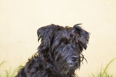 siyah schnauzer köpek duvar arka plan ile sokakta